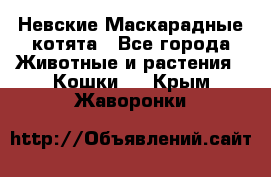 Невские Маскарадные котята - Все города Животные и растения » Кошки   . Крым,Жаворонки